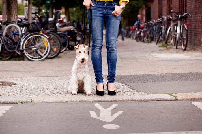 Faster Dog Training Results